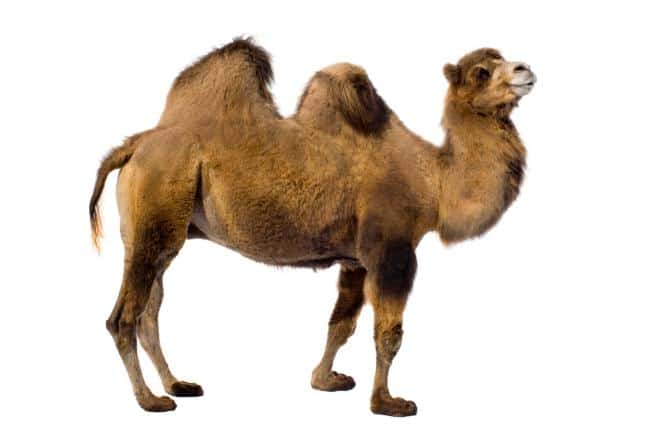 La izquierda y el Teorema del Camello - España Confidencial